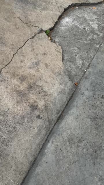 Cracked sidewalk