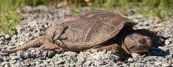 Common snapping turtle sunning itself on gravel stones