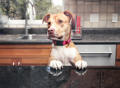 Front view of curious puppy dog with paws on kitchen counter investigating. Bad dog behaviour. 2 years old female of Boxer Pitbull mix. Selective focus.