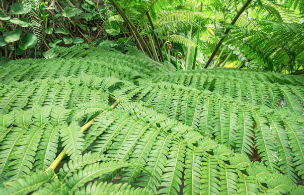 istock Fern leaves spreading over the garden. 2141507599