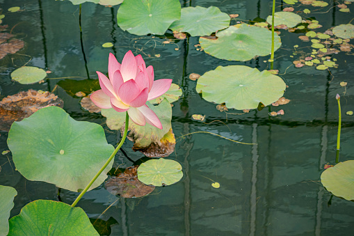 Colorful lotus flower in a pond.