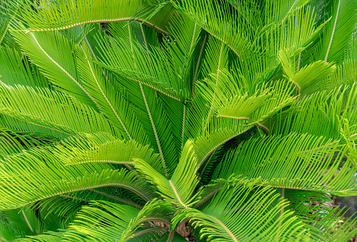 Japanese sago palm.