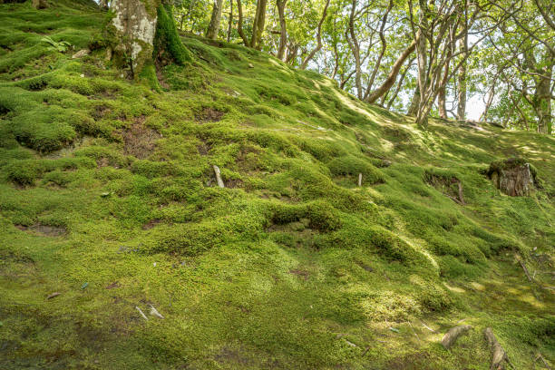 Roots that look like branches over a moss carpet.