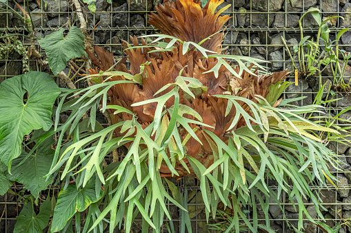 Strange plant type that resembles Elk horns.