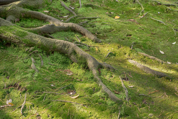 Roots that look like branches over a moss carpet.