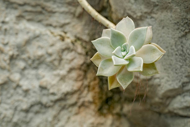 Succulent plant with selective focus on it.