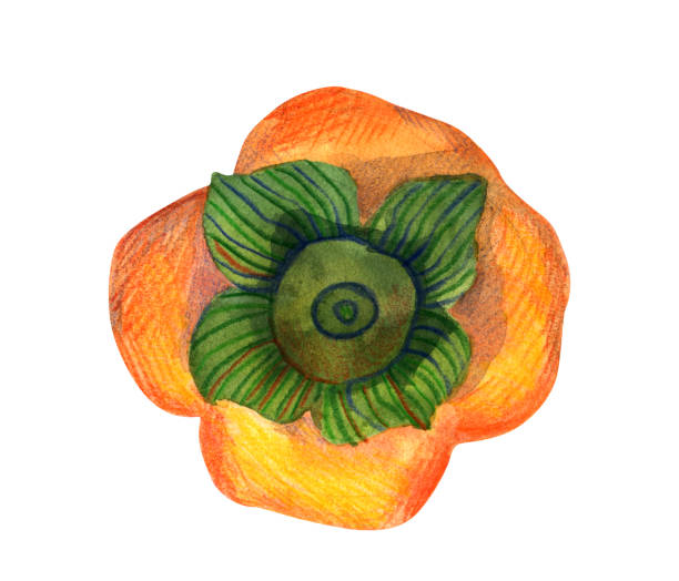 istock Watercolor hand drawn persimmon fruit isolated. Modern decorative botanical and food illustration. Delicious fruit clip-art design element for packaging close up. 2141514022