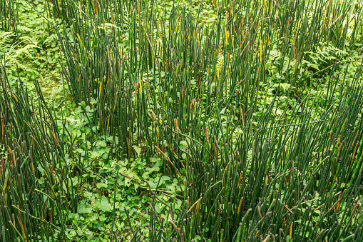 Green carpet of growing reeds in water pond.