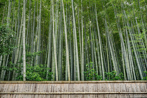Majestic bamboo growing to immense heights.