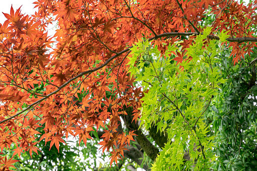 Red and green Maple leaves.