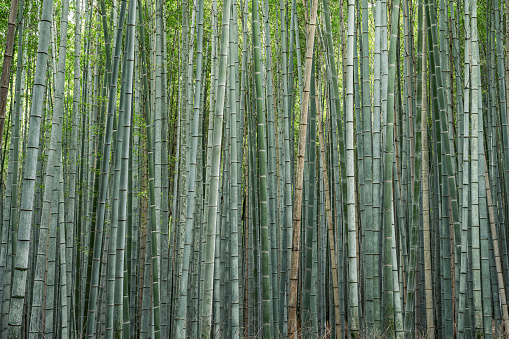 Quiet bamboo forest, emerald green