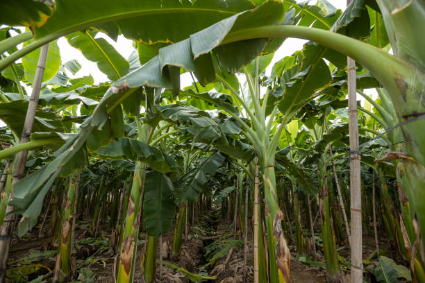istock Green banana trees growing at field 2141551652