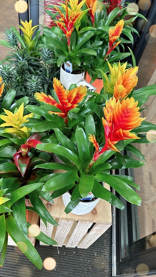 bromeliads plant at supermarket