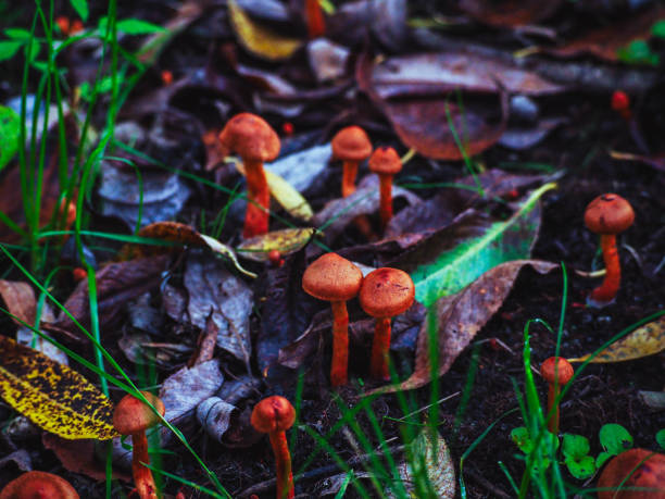 deadly webcap Cortinarius rubellus poisonous mushroom
