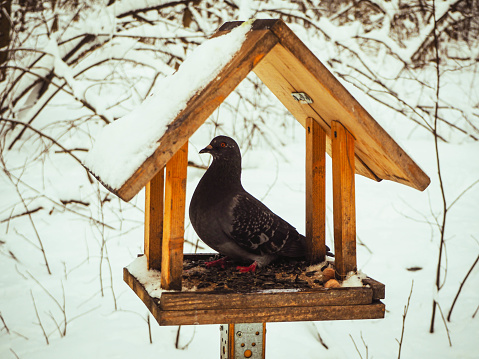 Pigeon in a wooden feeder in the winter forest