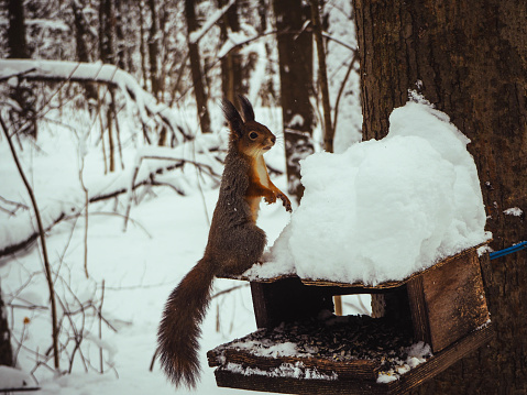 red squirrel near the feeder in the winter forest on a tree.