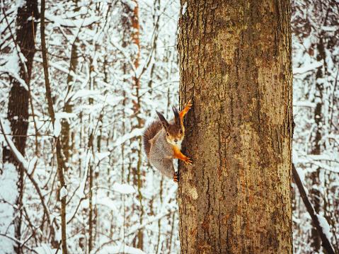 red squirrel looking in camera in the winter forest on a tree.