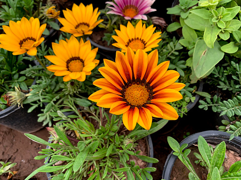 Different color of Gazania rigens Flower, bright colorful blooming spring rose, Close-up of yellow and brown striped flower, different colorful flowers grown in the nursery. Beautiful gerbera daisy.