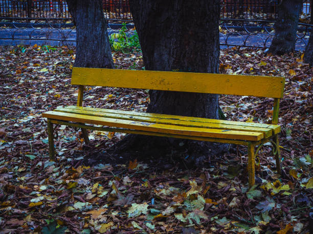 yellow wooden bench among trees and fallen leaves