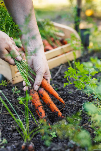 istock Farmer hands picking fresh carrot from vegetable garden 2141587803