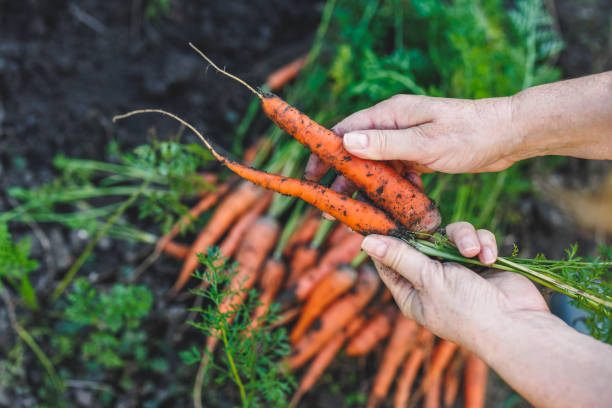 istock Hands holding fresh harvested carrots from vegetable garden 2141587809