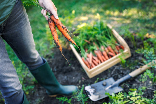 Woman farmer picking fresh carrot from vegetable garden. Homegrown produce and organic gardening