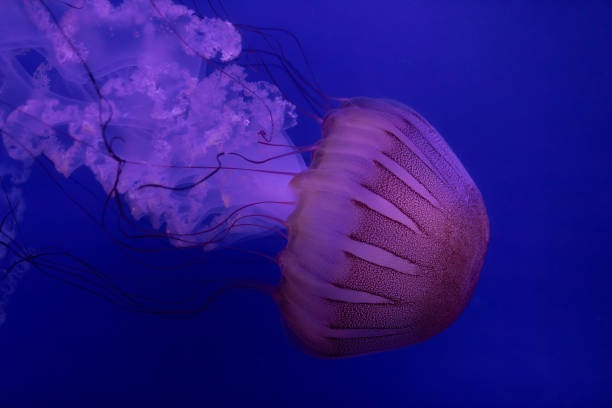 istock Translucent Jellyfish Floating in the Ocean Depths 2141605950