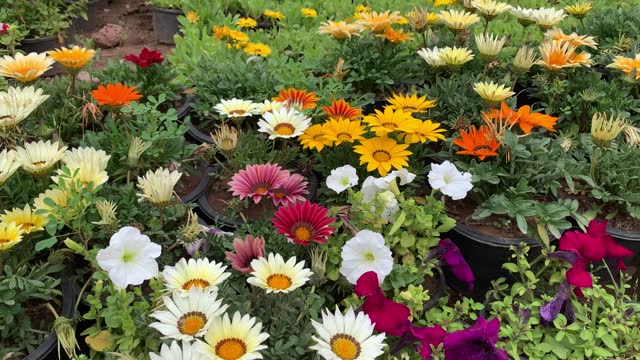 Many beautiful Gazania rigens flowers, bright colorful blooming spring rose, close-up of yellow and brown striped flowers, different colorful flowers grown in the nursery. Beautiful gerbera daisies.