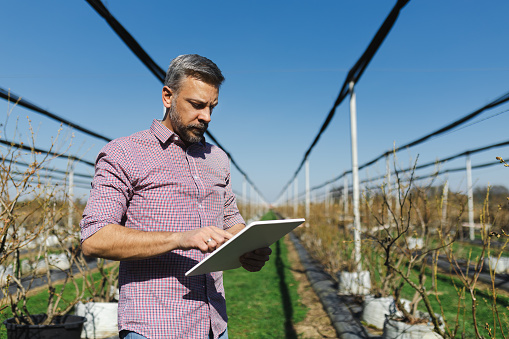 A middle-aged man is focused on his tablet amidst rows of plants in a sunny, high-tech blueberry farm with young plants