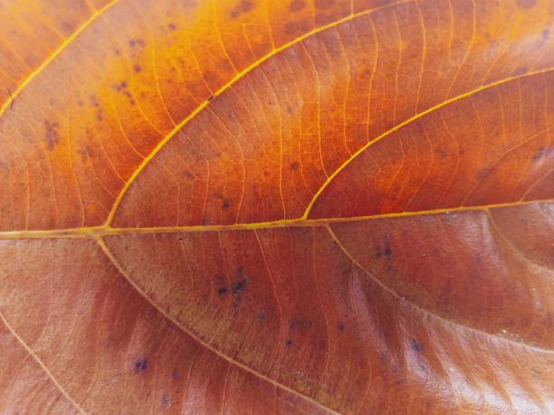 istock Close up of texture yellowed leaf of tree 2141627068