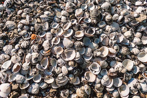 Abstract background from many shells washed ashore by the sea. Background of shells illuminated by the sun.