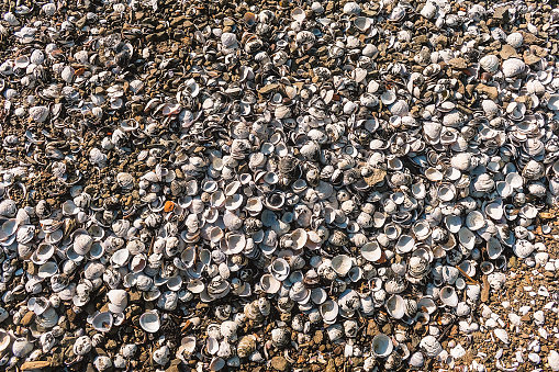 Abstract background from many shells washed ashore by the sea. Background of shells illuminated by the sun.