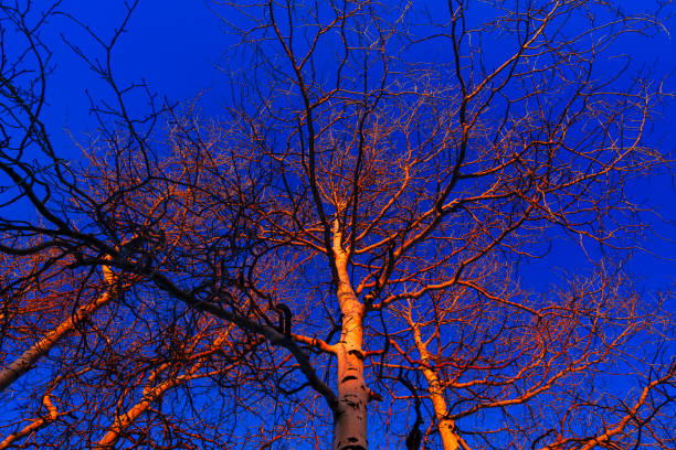 Aspen Trees Bathed in Golden Red Alpenglow Light - Forest of trees up high in a wilderness area capturing very golden warm light just as the last rays of the sun illuminate the scene.