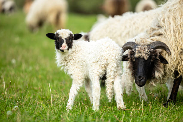 istock Sheep and lamb eating grass on the farm. 2141660431