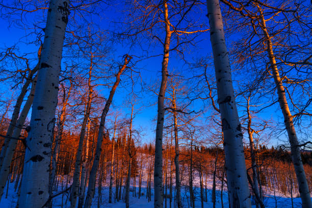 Aspen Trees Bathed in Golden Red Alpenglow Light - Forest of trees up high in a wilderness area capturing very golden warm light just as the last rays of the sun illuminate the scene.
