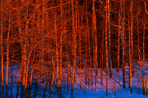 Aspen Trees Bathed in Golden Red Alpenglow Light - Forest of trees up high in a wilderness area capturing very golden warm light just as the last rays of the sun illuminate the scene.