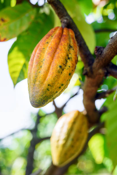 istock ripe cacao pod hanging on the tree in cacoa plantation 2141697364