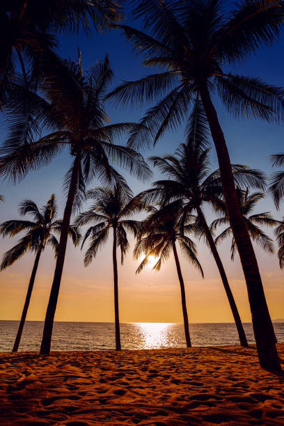 istock close up sand beach with coconut trees background at sunset 2141701738