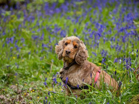 Cocker Spaniel in English Bluebell Wood