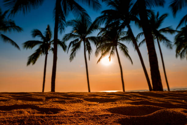 close up sand beach with coconut trees background at sunset