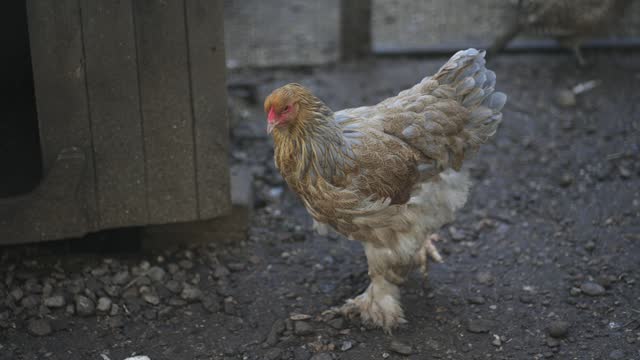 Buff Brahma American Chicken Hen walk on farm, slow motion
