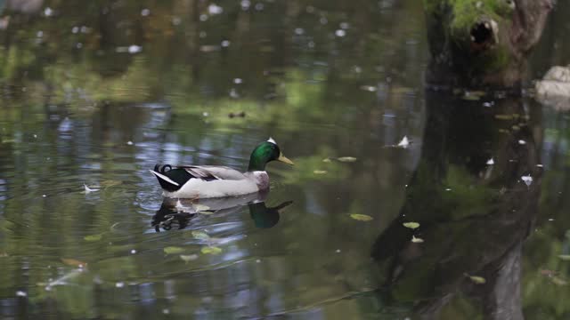 Tracking shot of male mallard duck swimming on a pond with green water while looking for food, slow motion selective focus shot