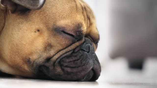 Sleepy adorable french bulldog lying on sofa with eyes closed