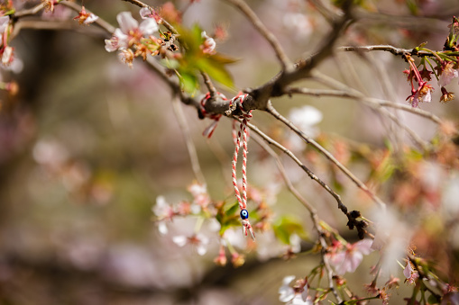 Cherry blossom tree in public park.\nIstanbul - Turkey.\nApril / 2024