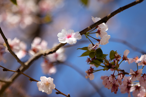 Cherry blossom tree in public park.\nIstanbul - Turkey.\nApril / 2024