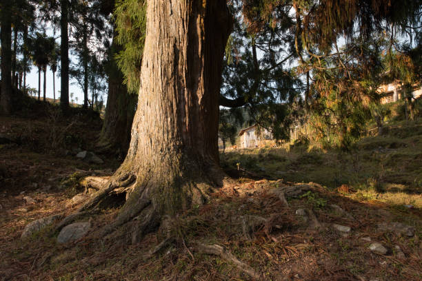 The tall cedar tree is at the intersection of the village.