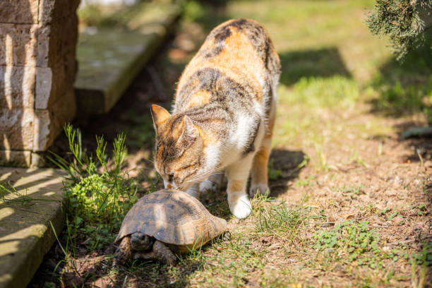 Stray cat and turtle standing on the grass in nature.