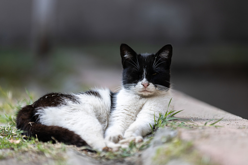 Black-white stray cat is lying on the grass.