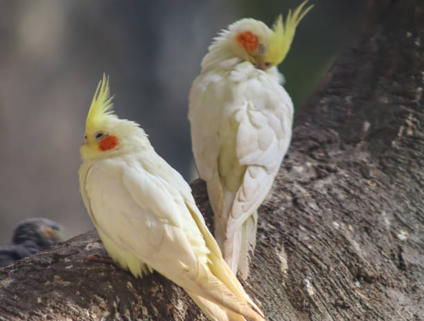 istock Beautiful Little Nymphicus Birds Sitting On The Tree Branch 2141724962
