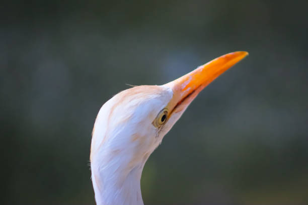 Cattle Egret Head Closeup With Orange Beak